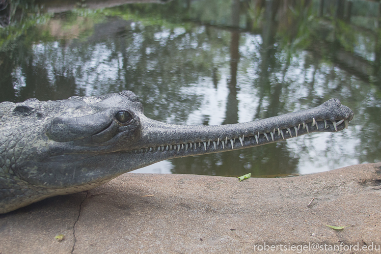 alligator farm